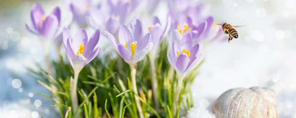 Erfolgreich in den Frühling starten – Mit maßgeschneiderten Werbeaktionen von IPRO